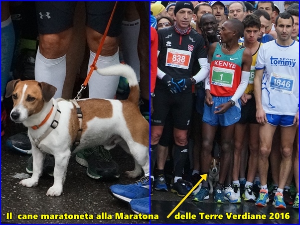 salsomaggiore2016 cane in gara 2